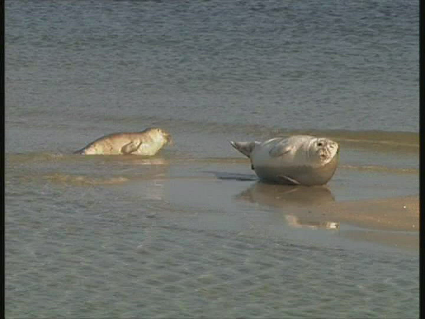 930230370 / Common Seal / Helgoland / Germany