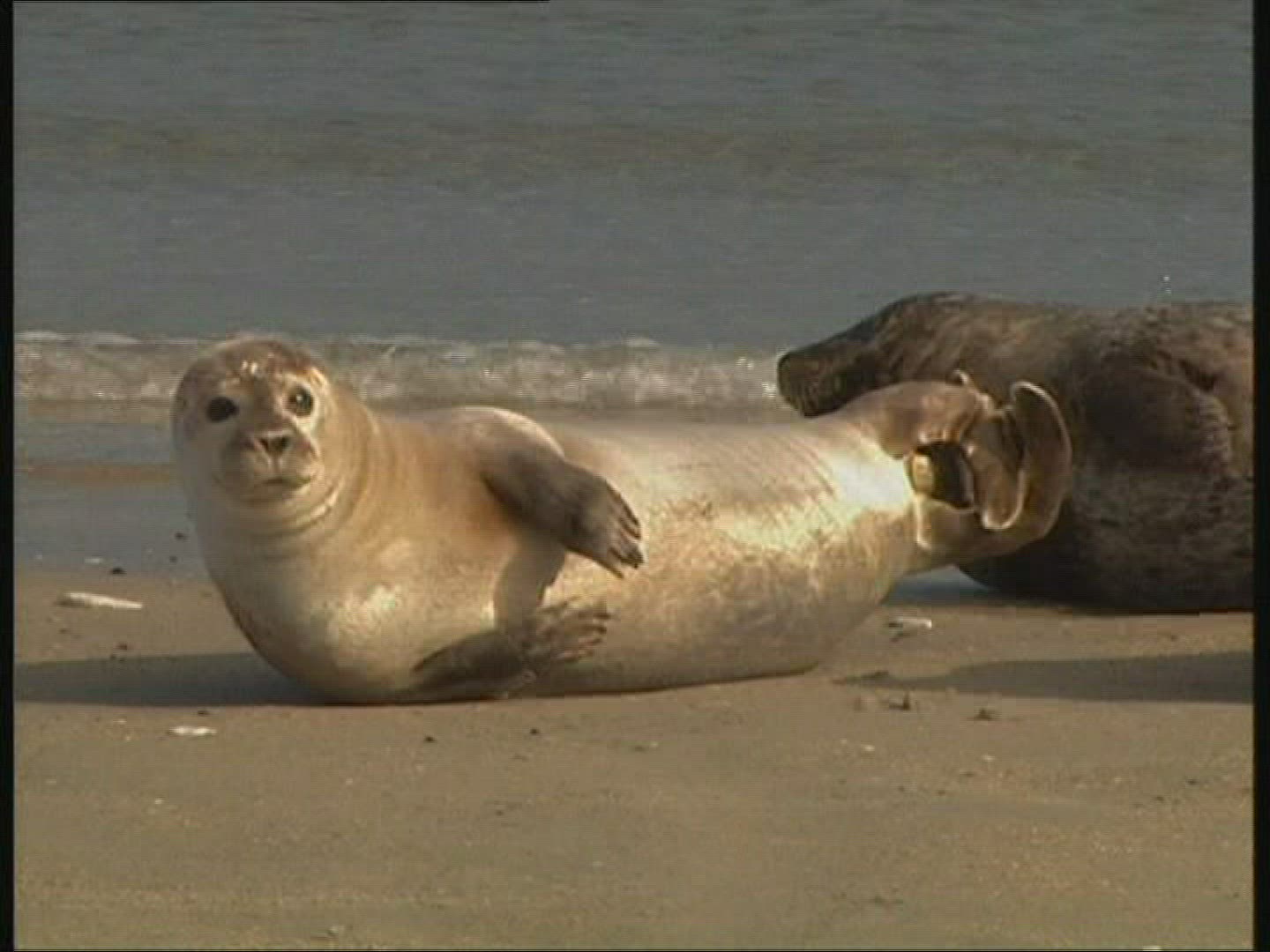 103229023 / Common Seal / Helgoland / Germany