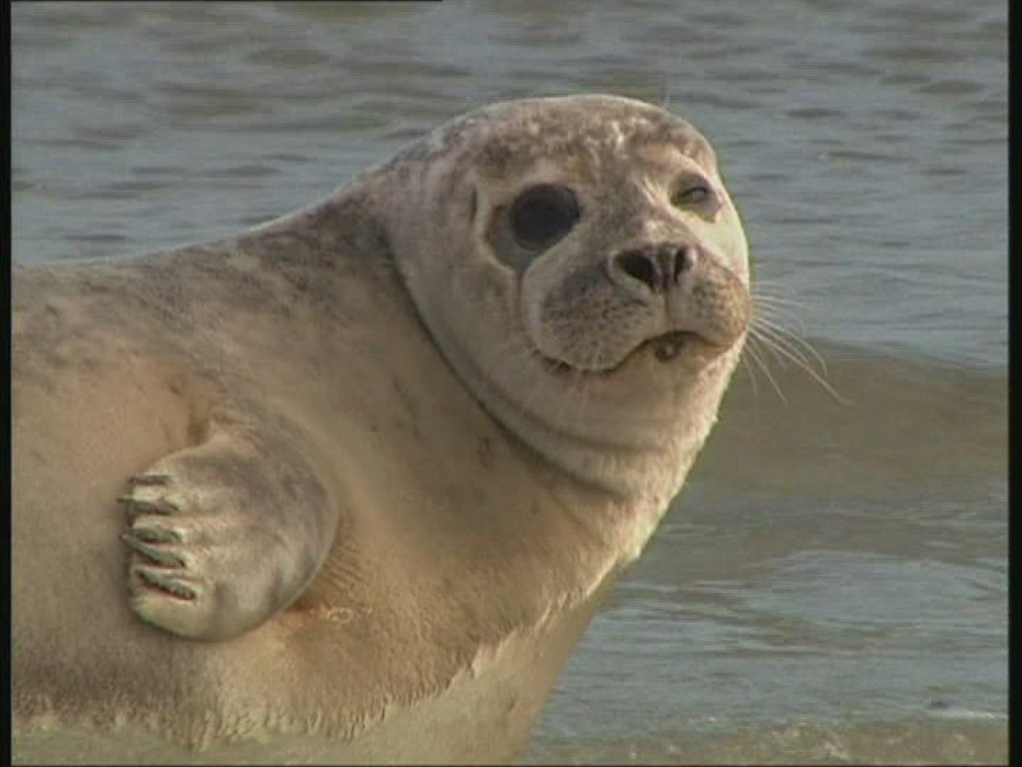 406802708 / Common Seal / Helgoland / Germany