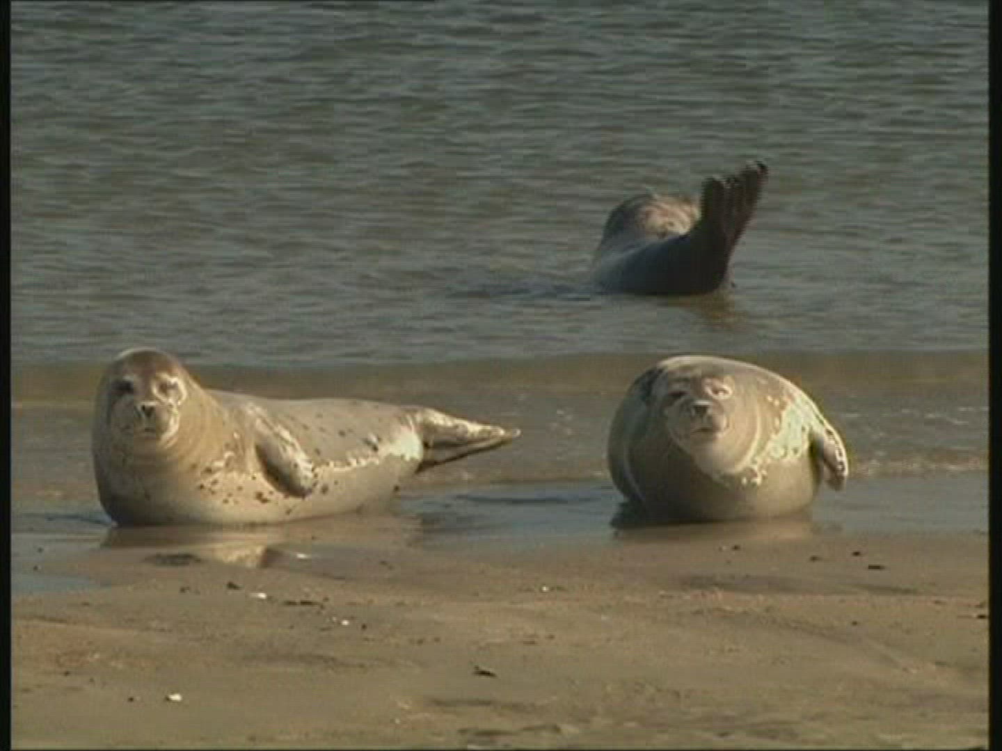 604505312 / Common Seal / Helgoland / Germany
