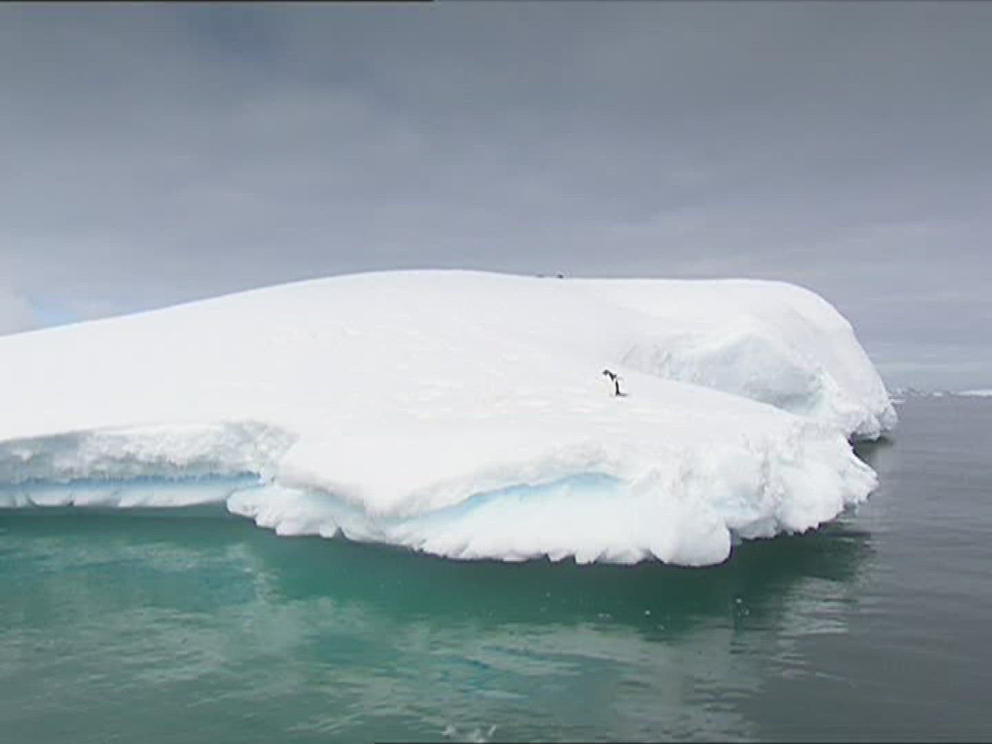 802271149 / Penguin / Iceberg / Antarctic