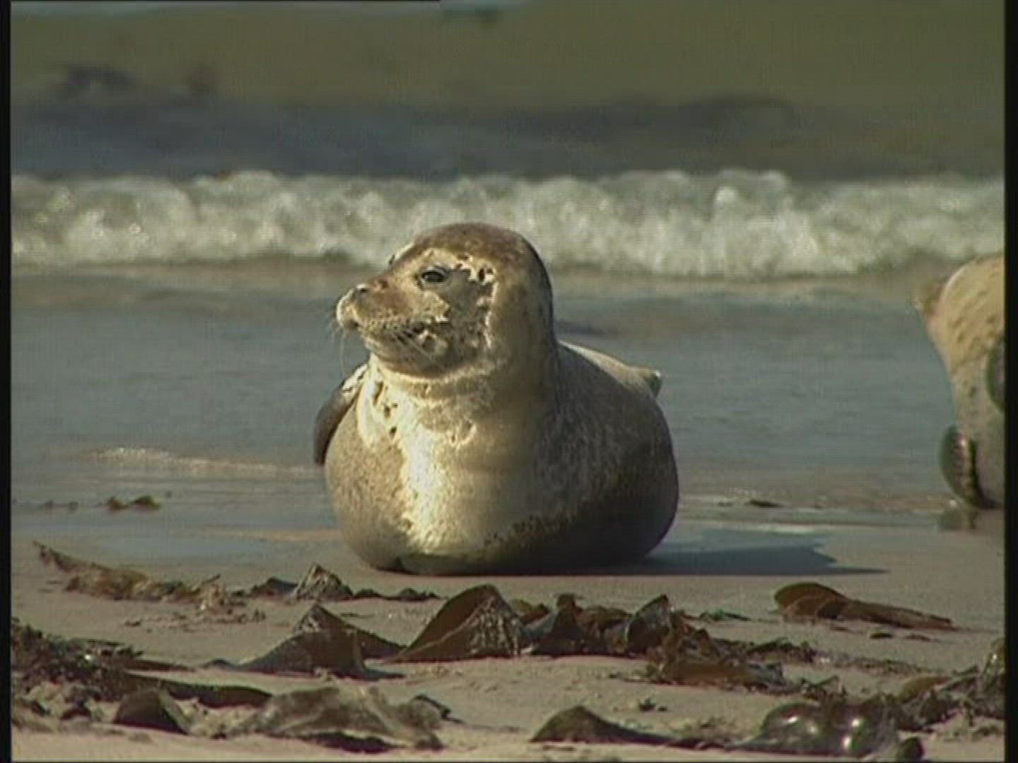340300684 / Common Seal / Helgoland / Germany