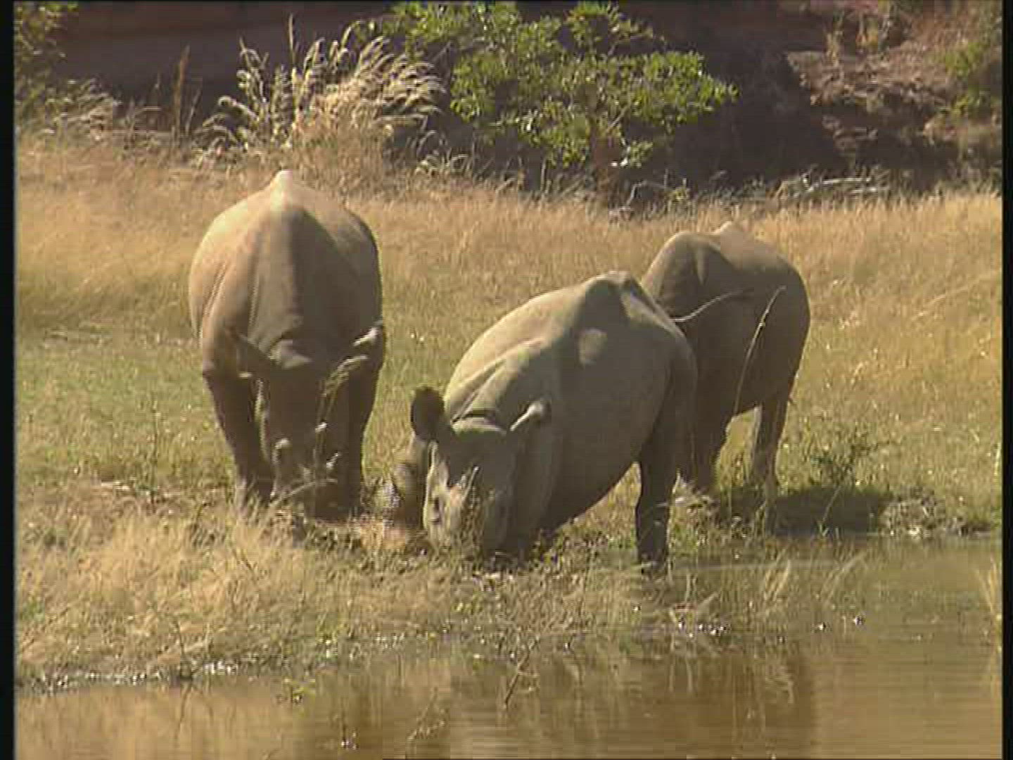 836171064 / Black Rhinoceros / Water Place / Zambia / Africa