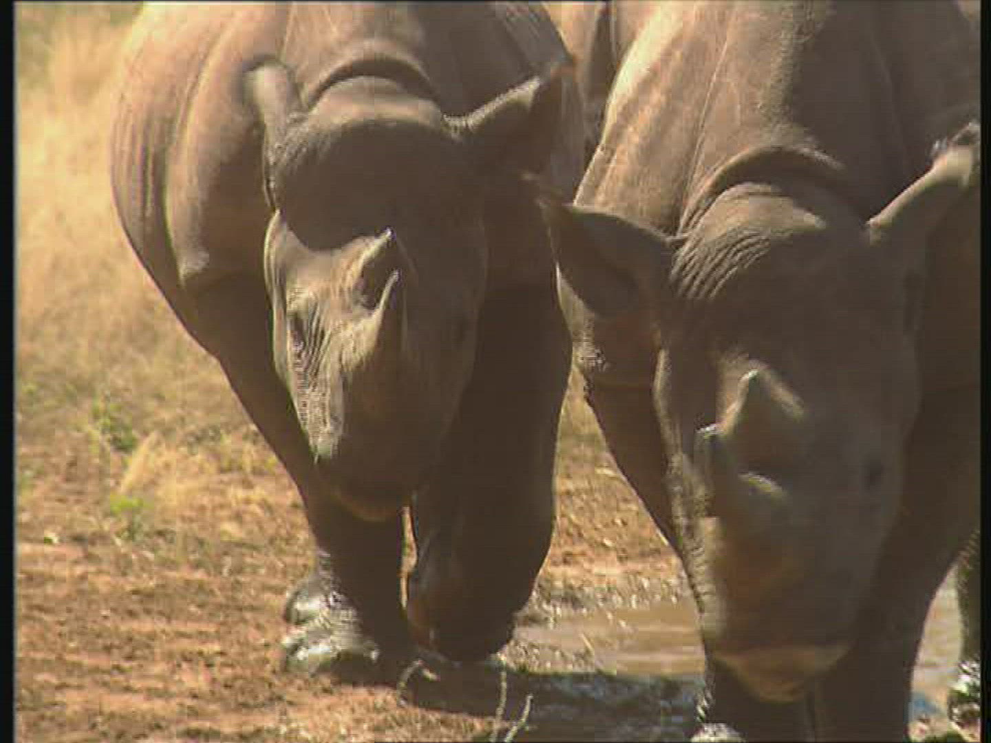 489292235 / Black Rhinoceros / Water Place / Zambia / Africa