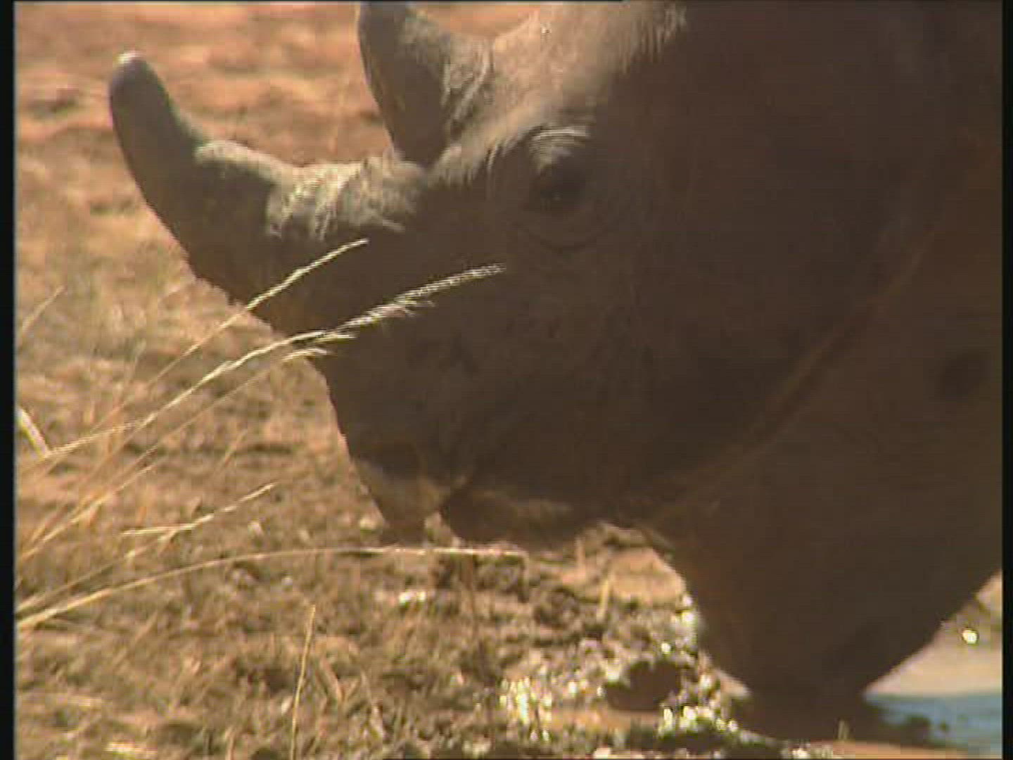 498263010 / Black Rhinoceros / Water Place / Zambia / Africa