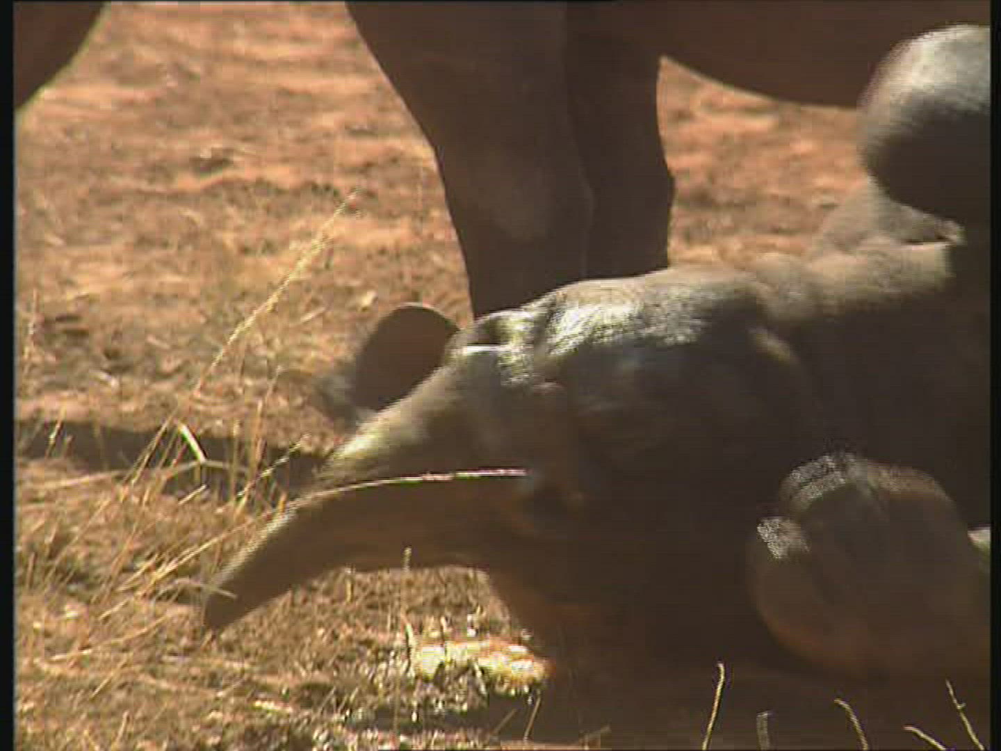 517608845 / Black Rhinoceros / Water Place / Zambia / Africa