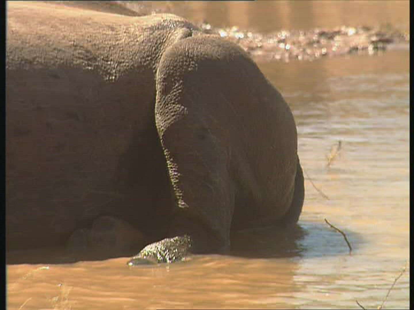 668209711 / Black Rhinoceros / Water Place / Zambia / Africa