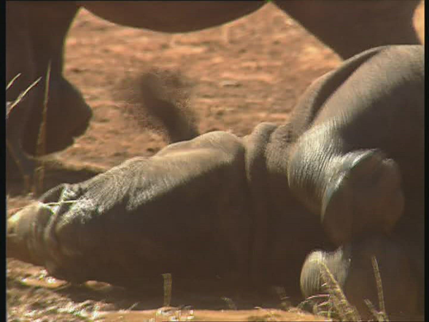 460205465 / Black Rhinoceros / Water Place / Zambia / Africa