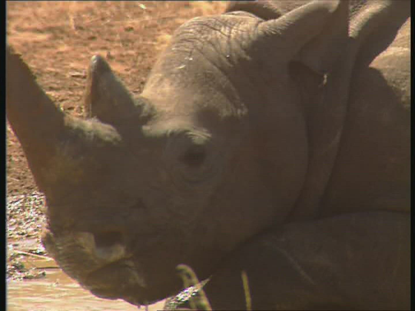 493466699 / Black Rhinoceros / Water Place / Zambia / Africa