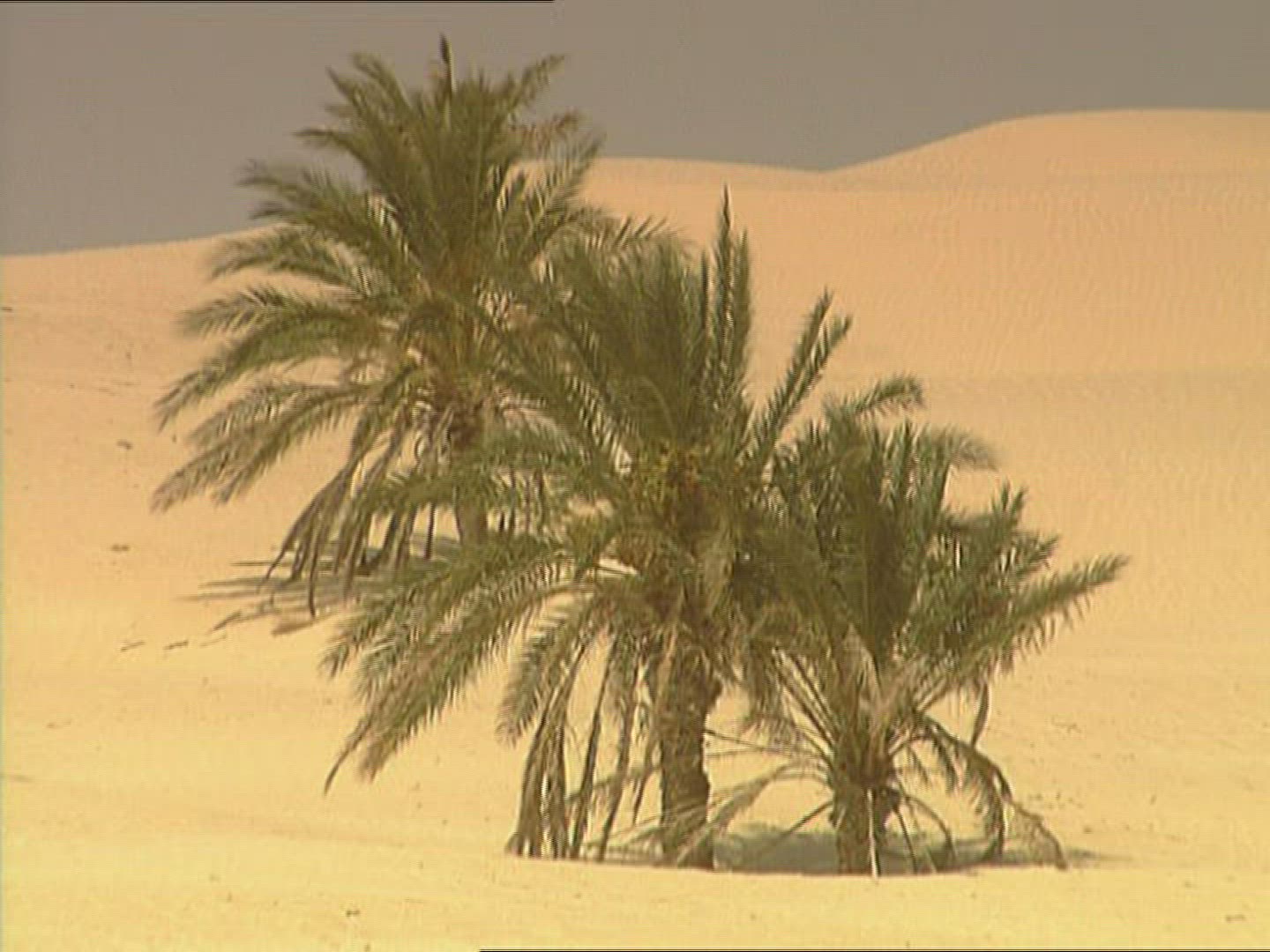 828097511 / Sandy Desert / Palm / Dune