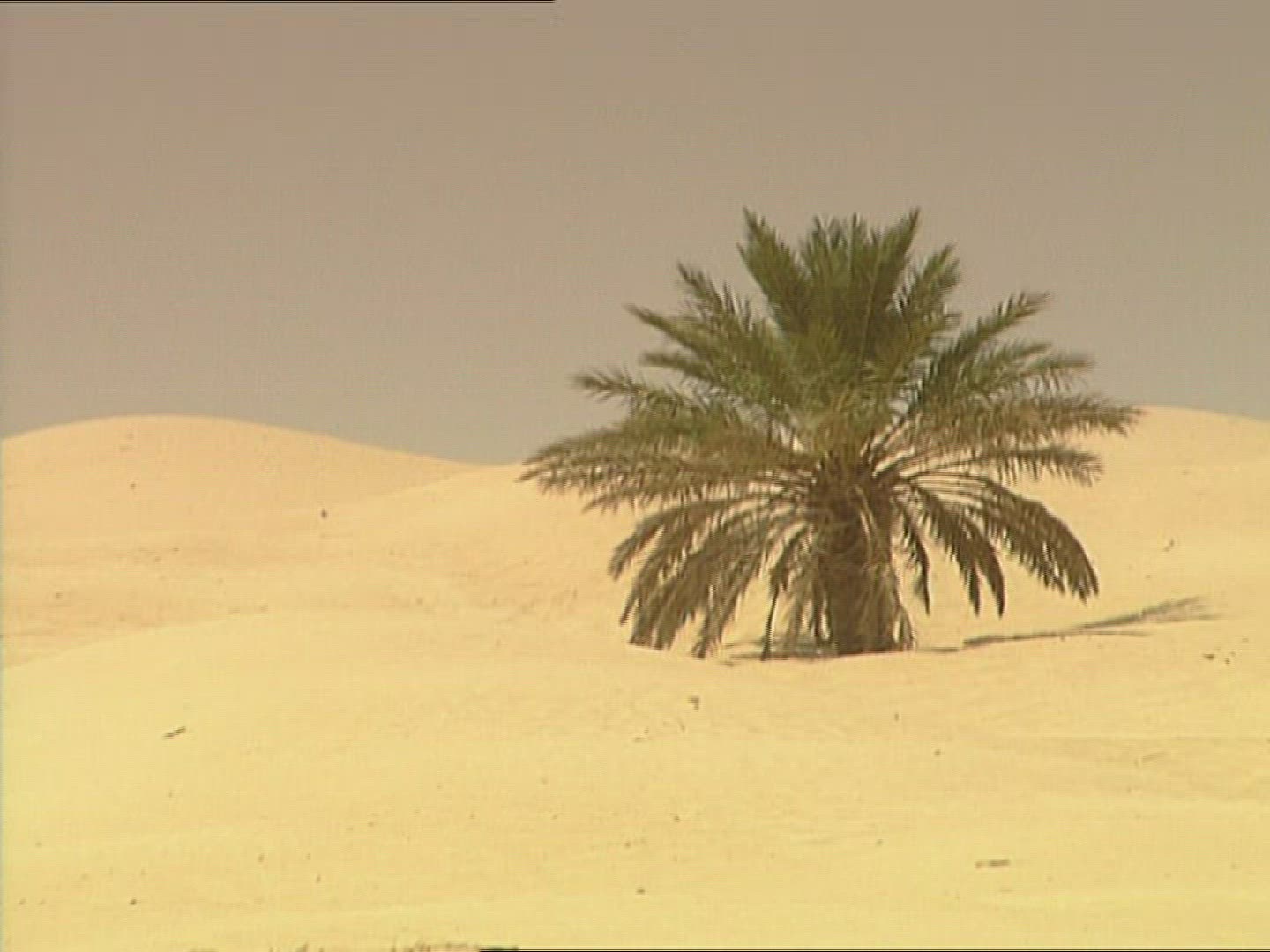 948958789 / Sandy Desert / Palm / Dune