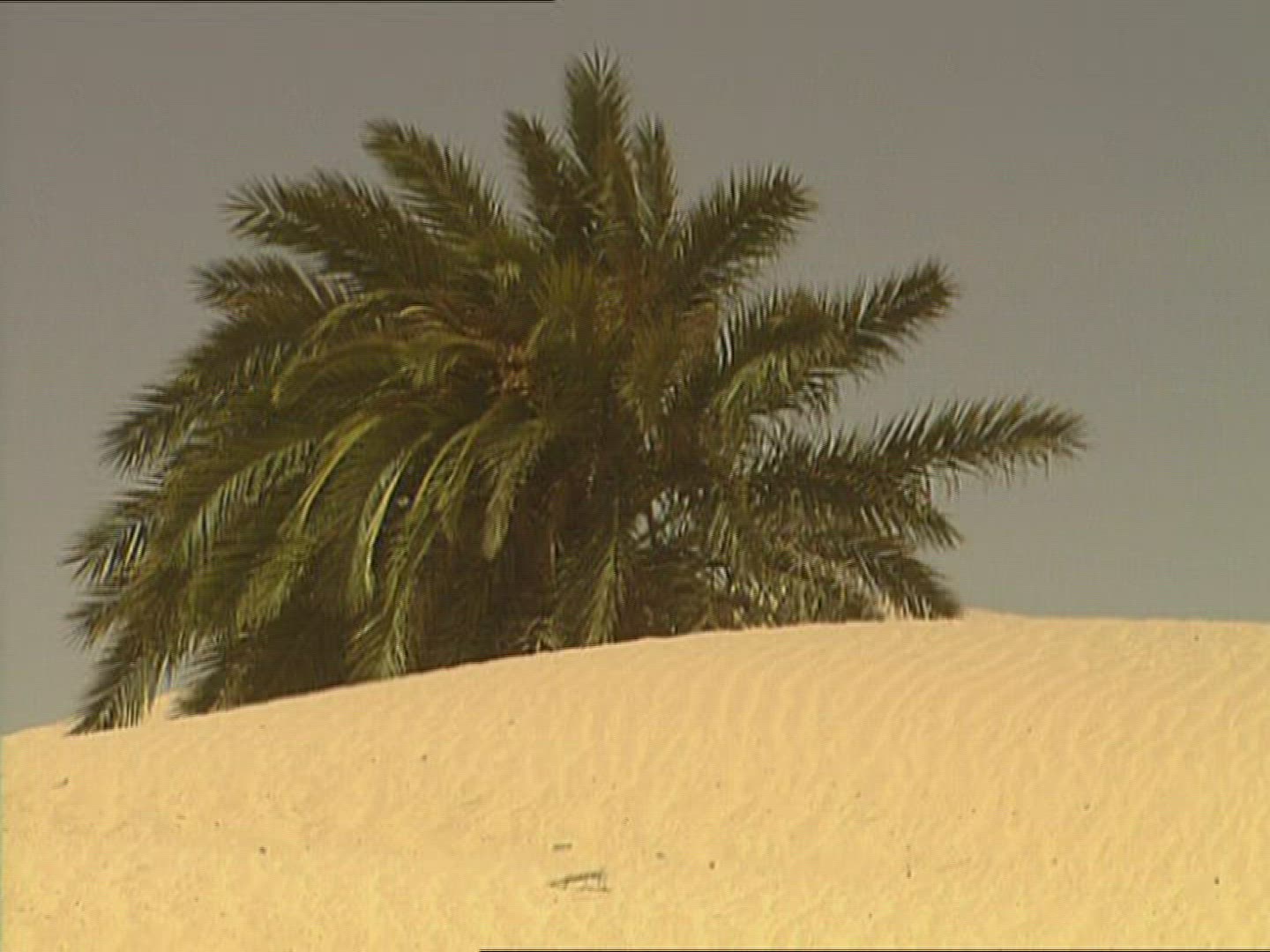 148916998 / Sandy Desert / Palm / Dune