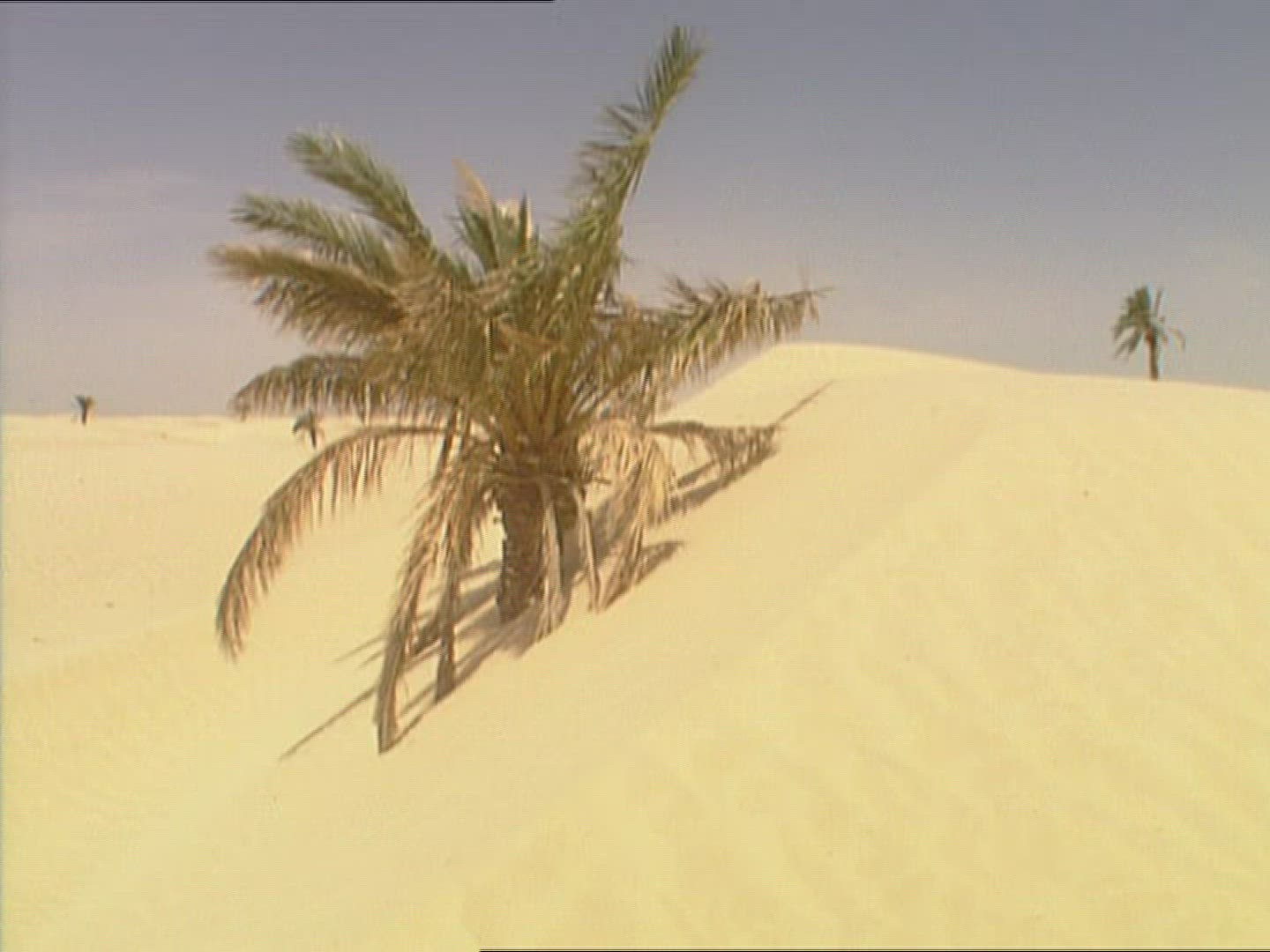 389168465 / Sandy Desert / Palm / Dune