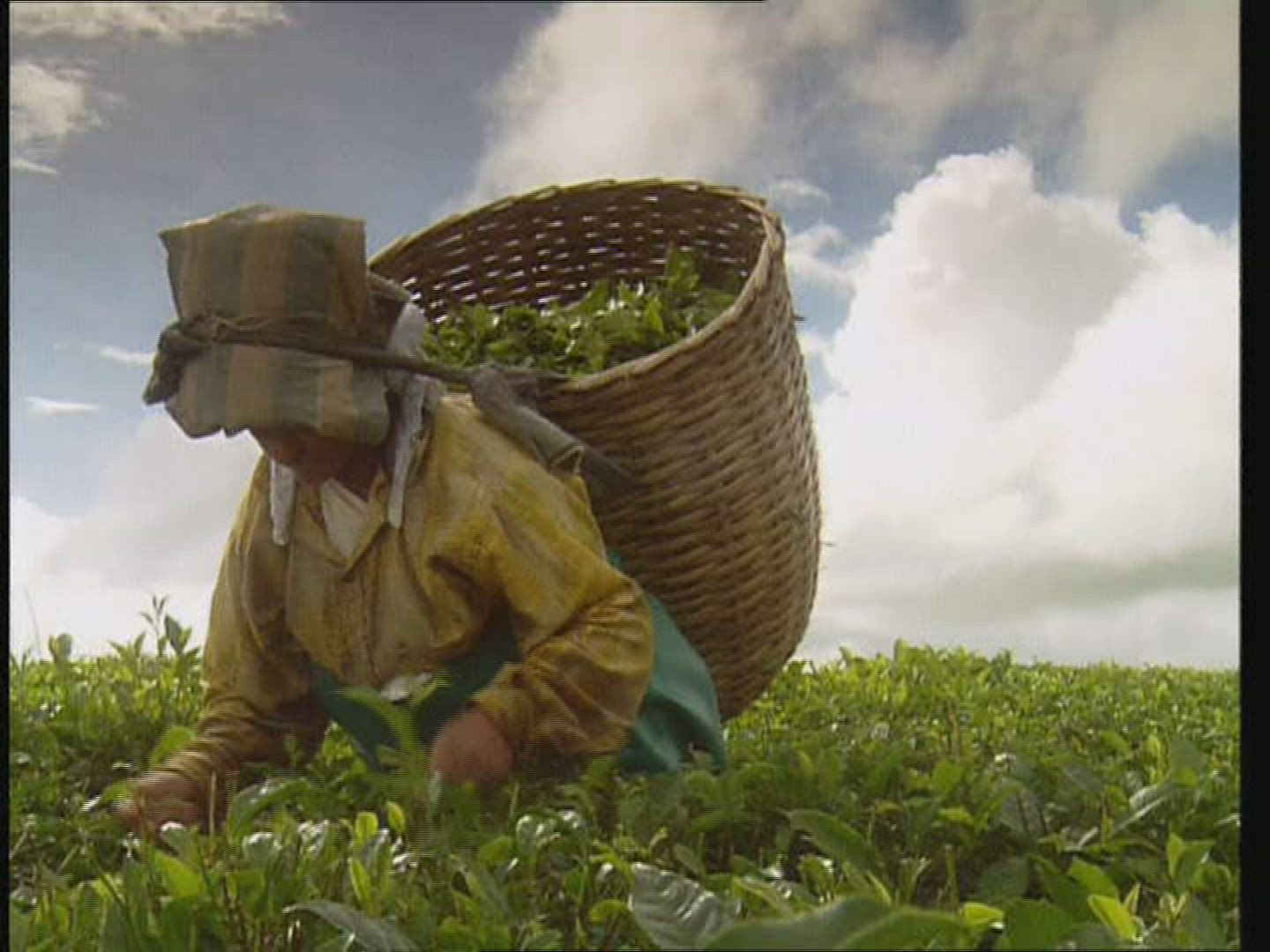 266930606 / Female Tea Picker / Cultivation of Tea / Sri Lanka