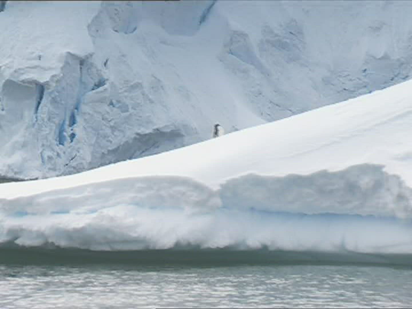 827725548 / Penguin / Iceberg / Antarctic