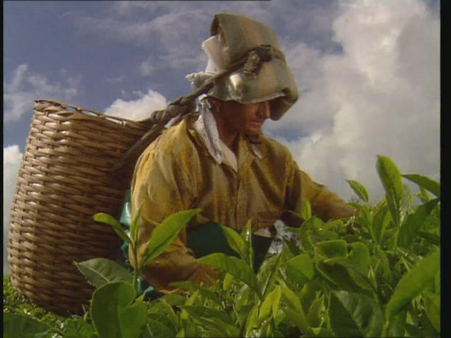 265255198 / Female Tea Picker / Cultivation of Tea / Sri Lanka
