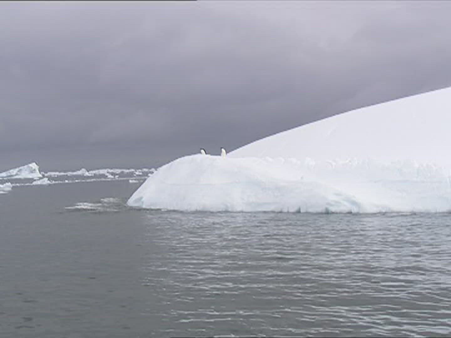 244023986 / Penguin / Iceberg / Antarctic