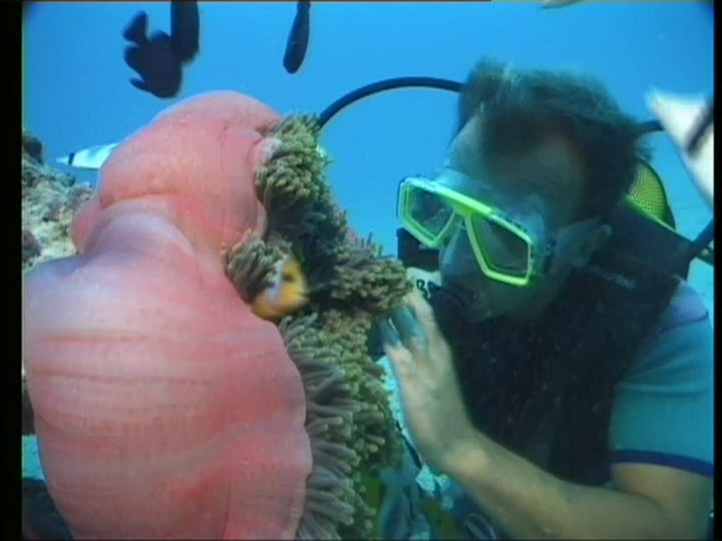 456087879 / Magnificent Sea Anemone / Amphiprioninae / Pacific Ocean