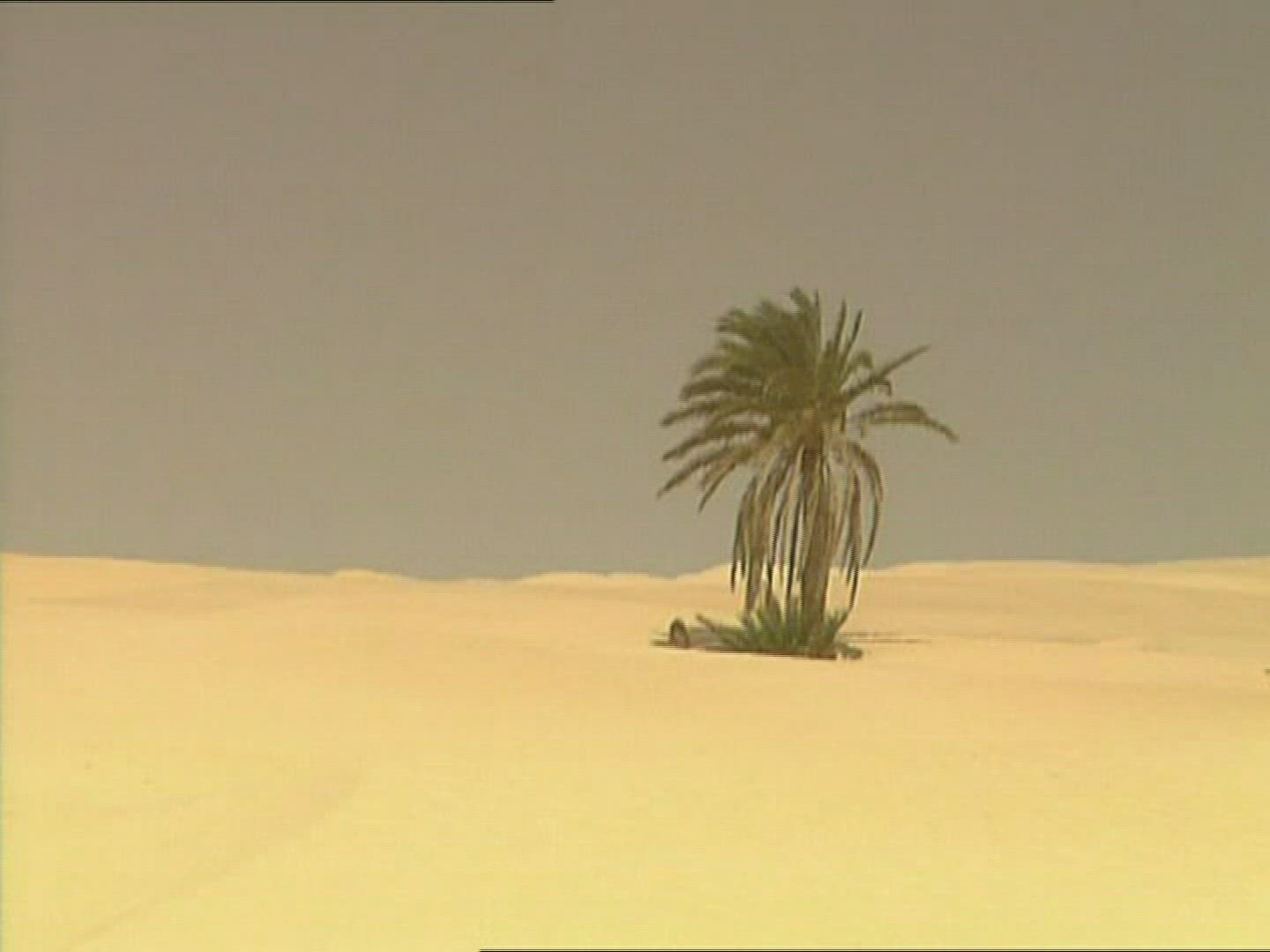 526859405 / Sandy Desert / Palm / Dune