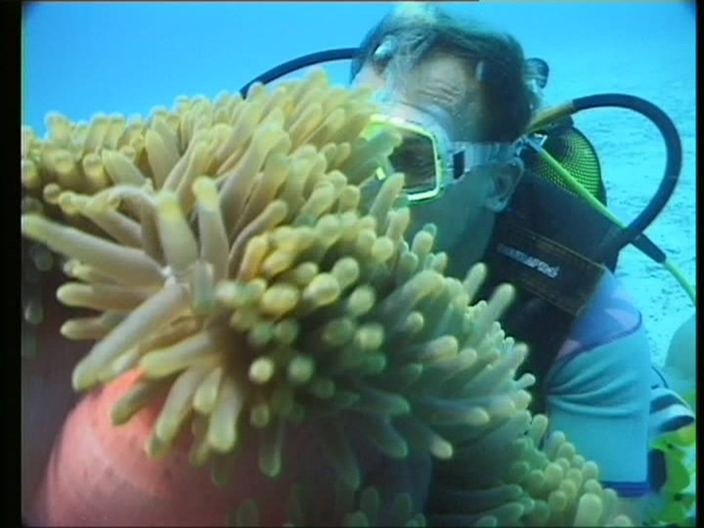960388623 / Magnificent Sea Anemone / Amphiprioninae / Pacific Ocean