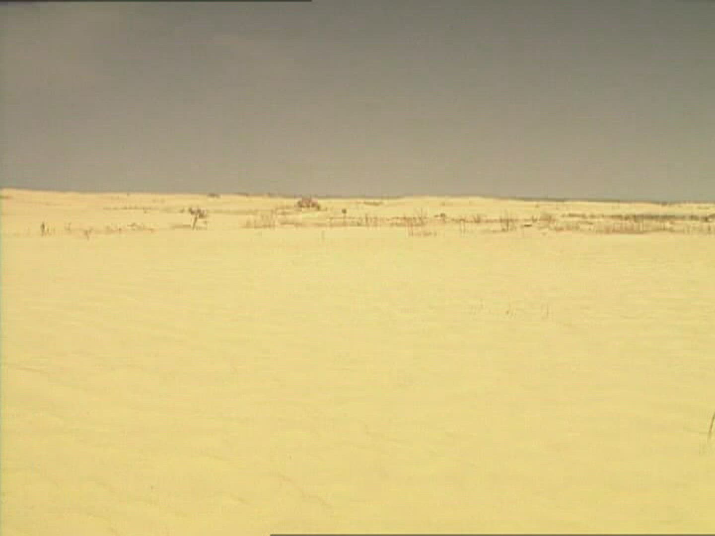 439371342 / Sandy Desert / Palm / Dune