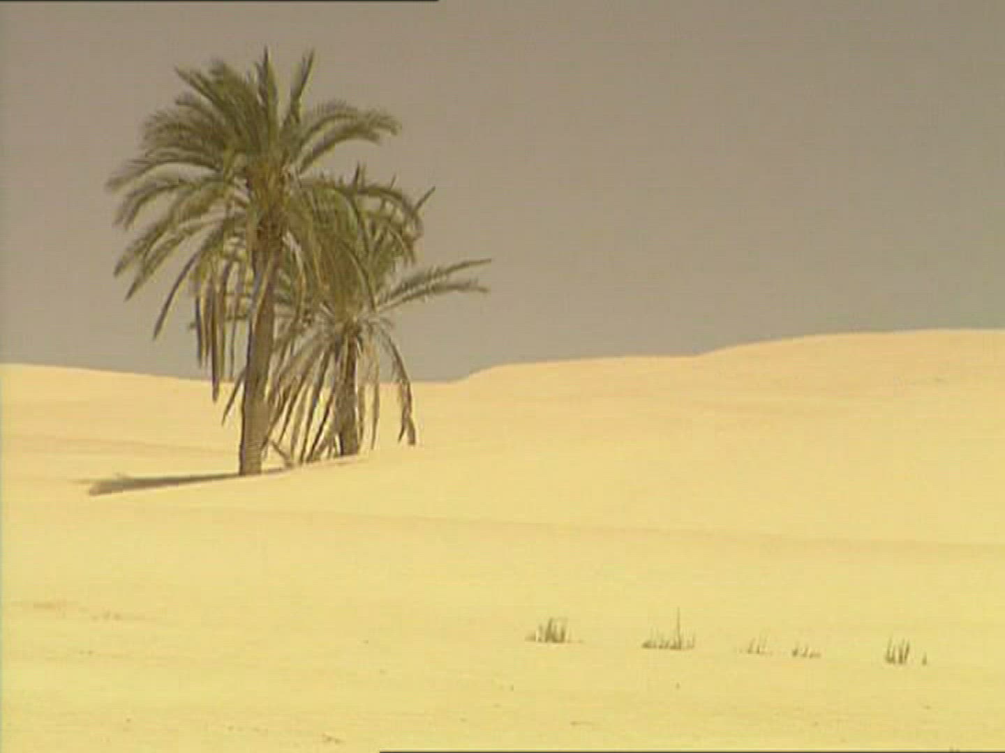 634727731 / Sandy Desert / Palm / Dune