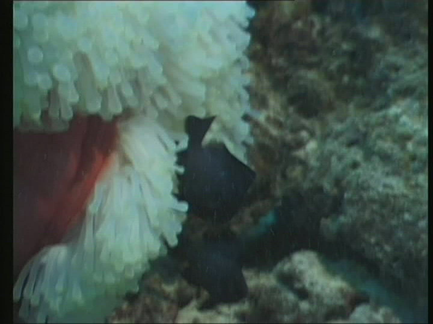 353714653 / Magnificent Sea Anemone / Amphiprioninae / Pacific Ocean