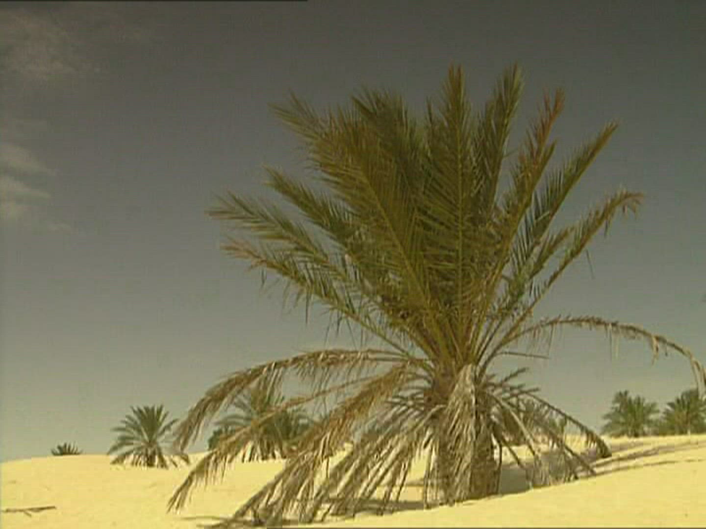 939045048 / Sandy Desert / Palm / Dune