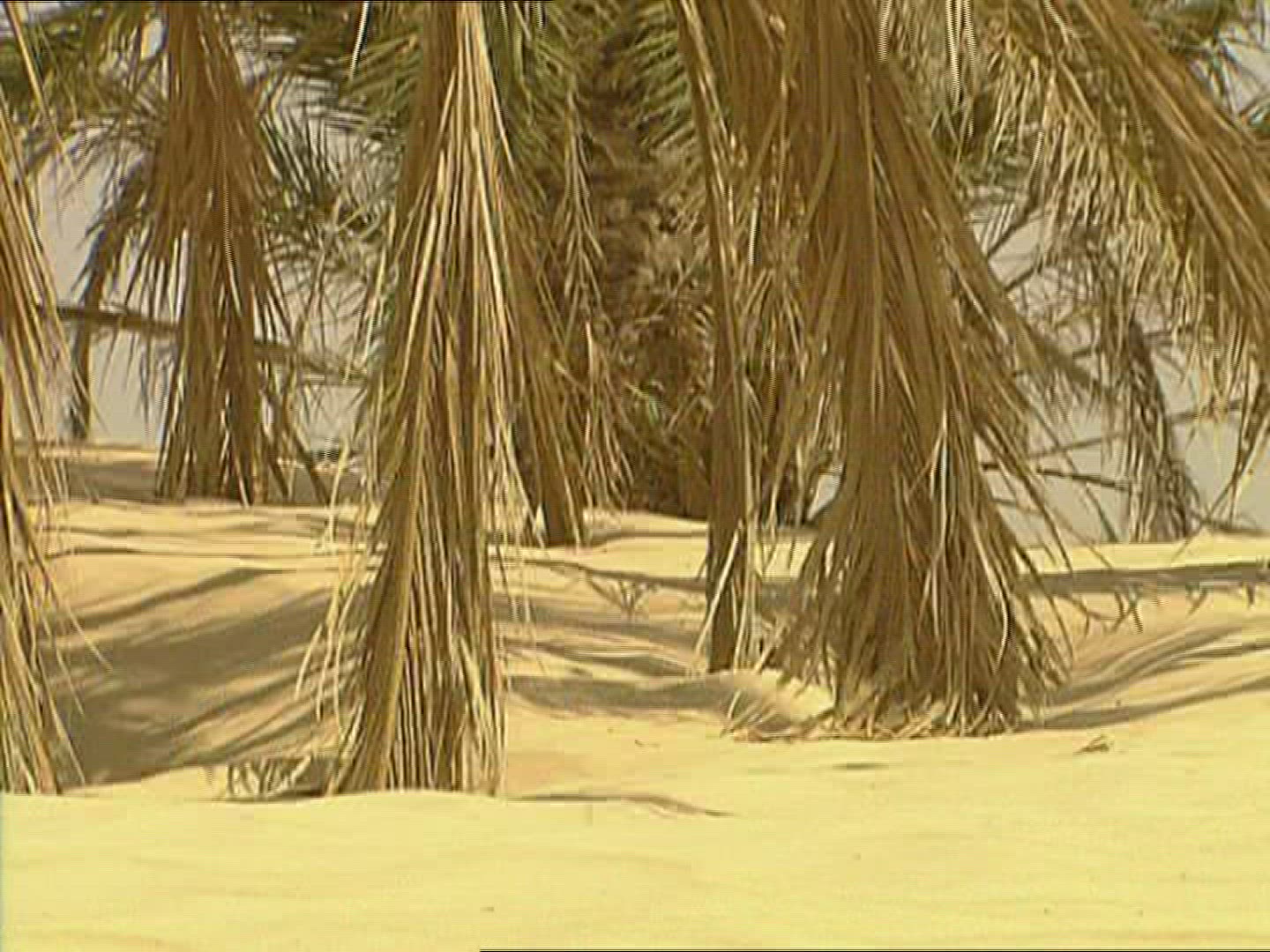 832139341 / Sandy Desert / Palm / Dune