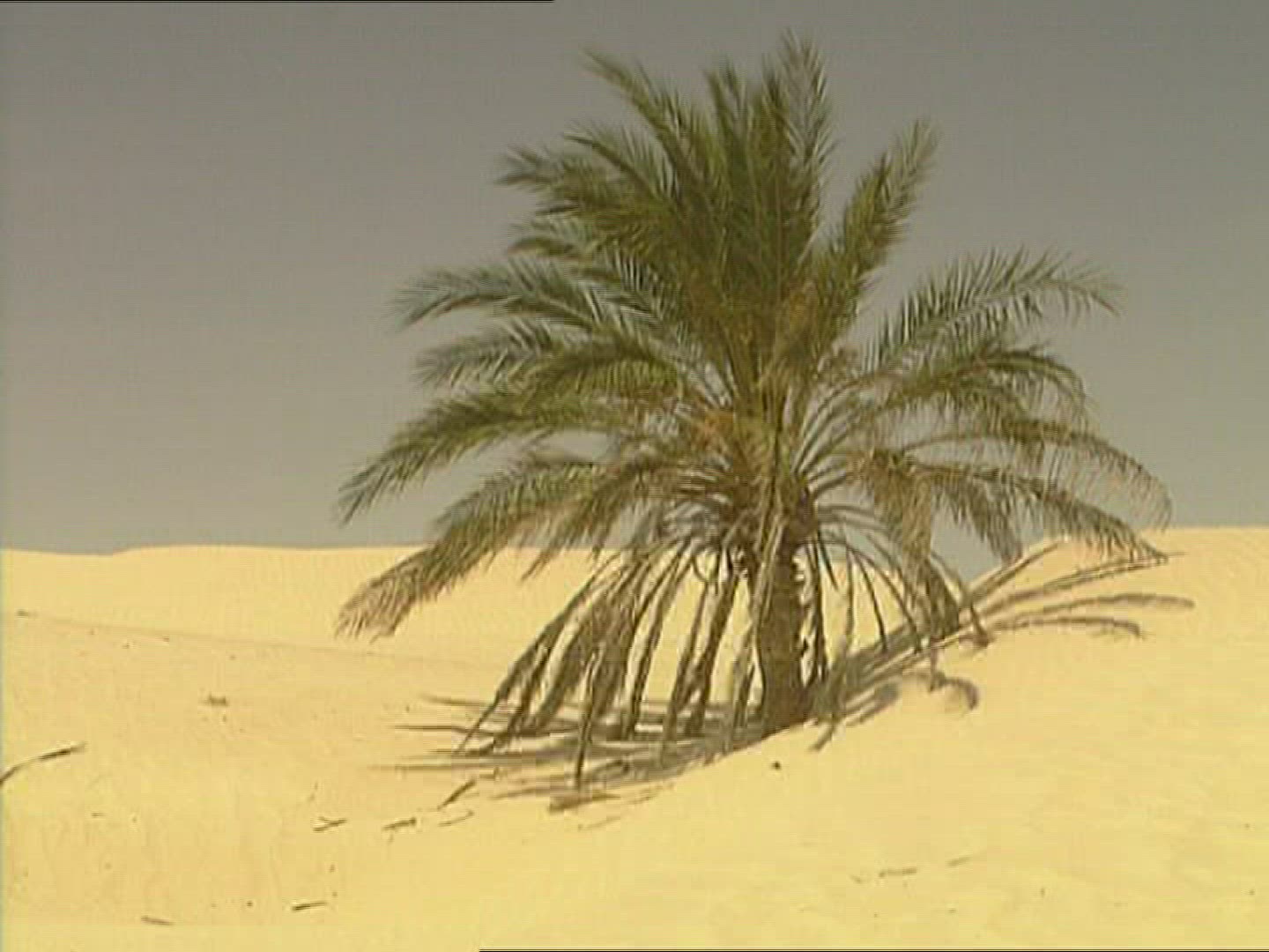 471257929 / Sandy Desert / Palm / Dune