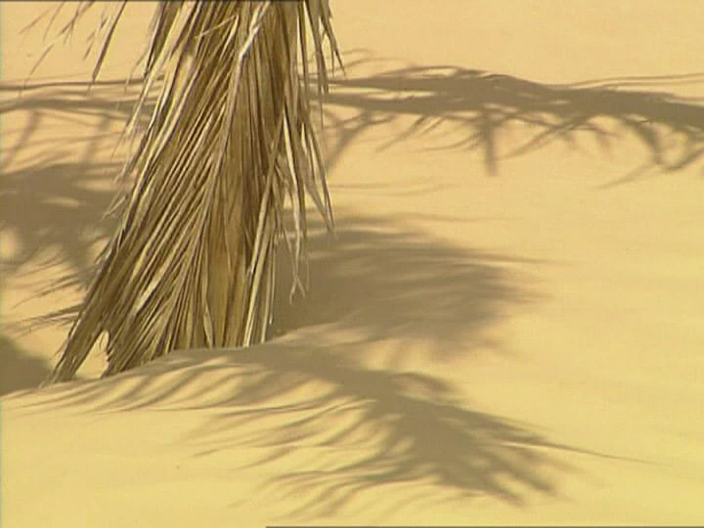 809742250 / Sandy Desert / Palm / Dune