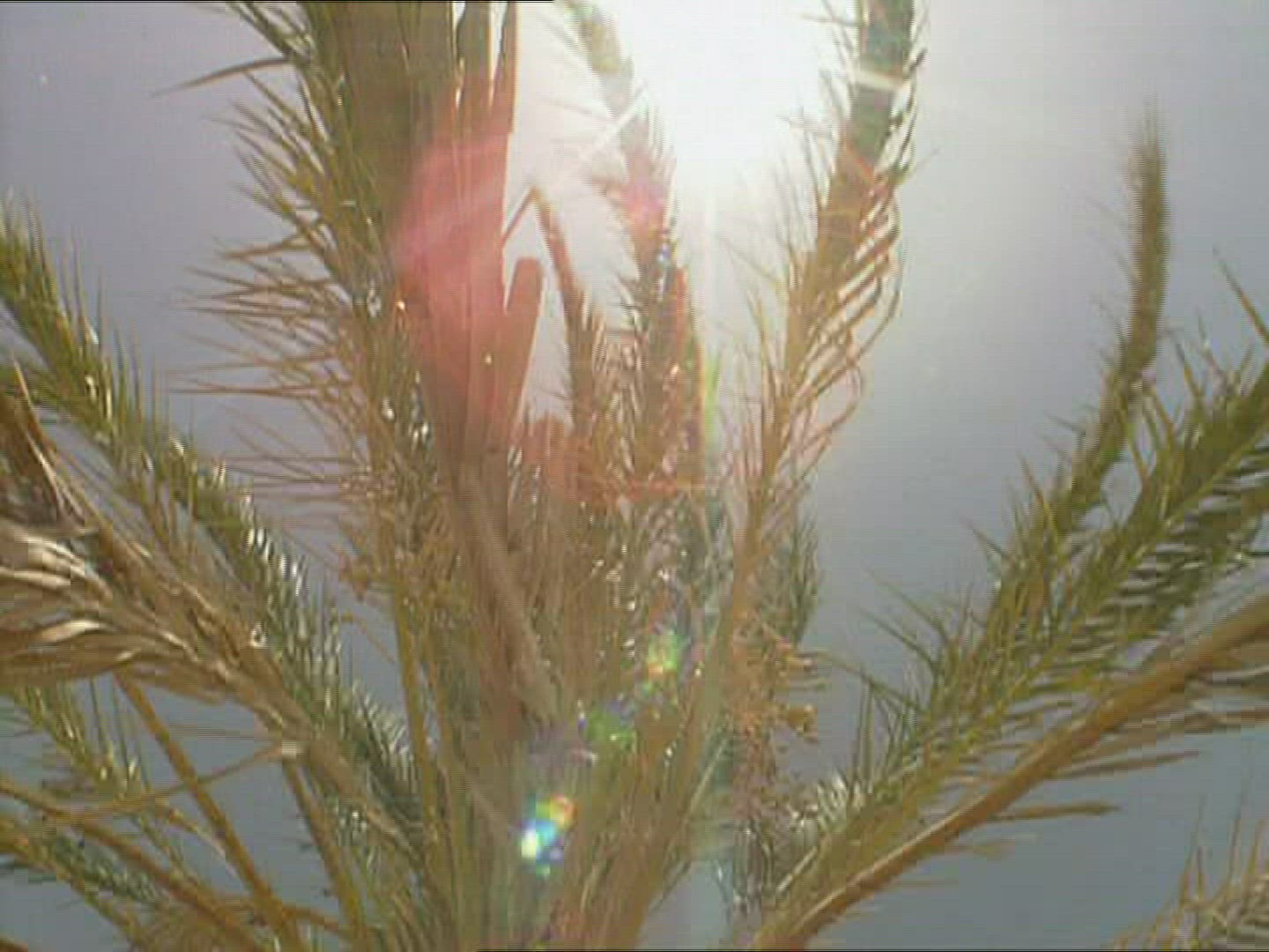 940424007 / Sandy Desert / Palm / Dune