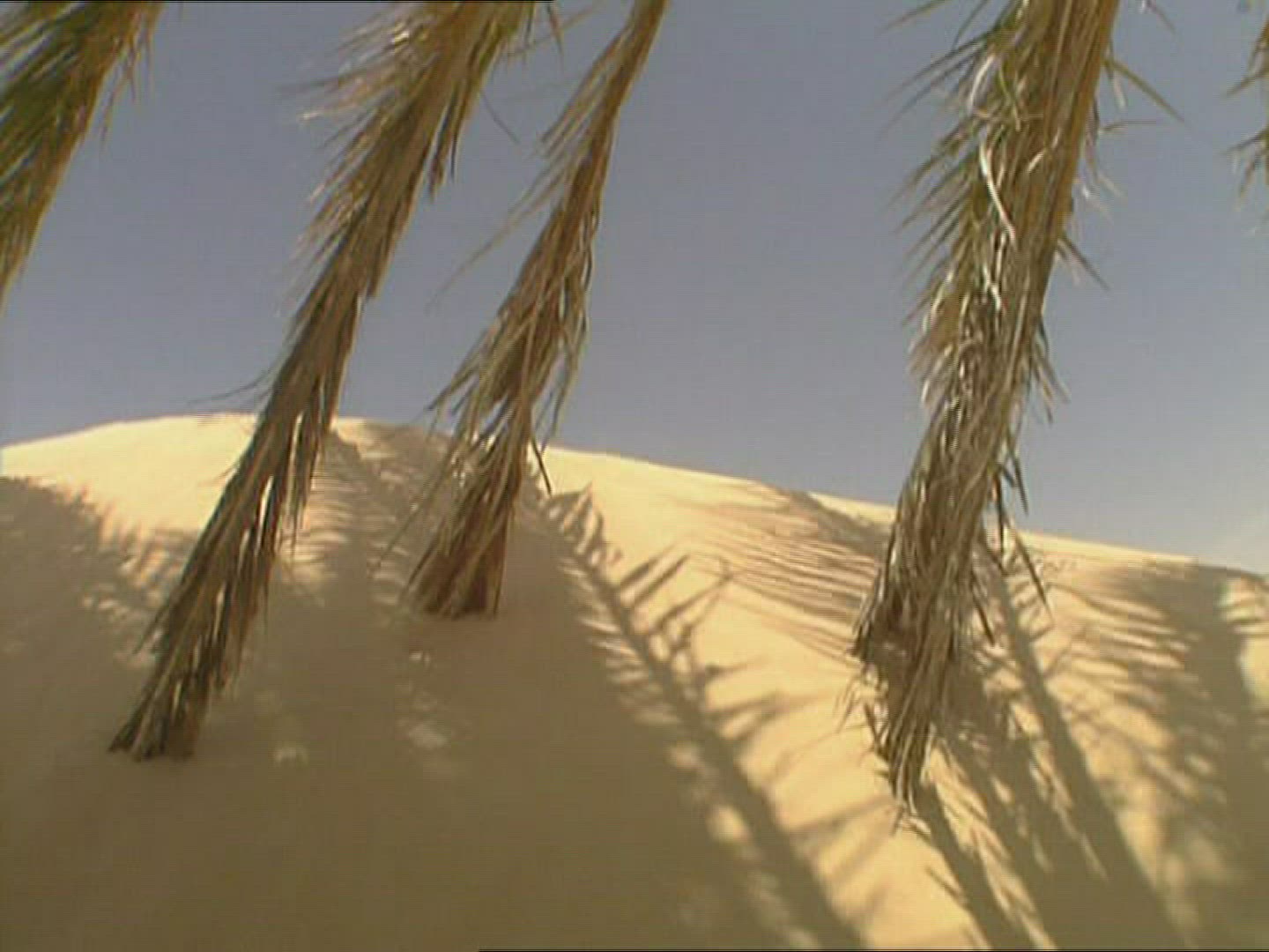 246536357 / Sandy Desert / Palm / Dune