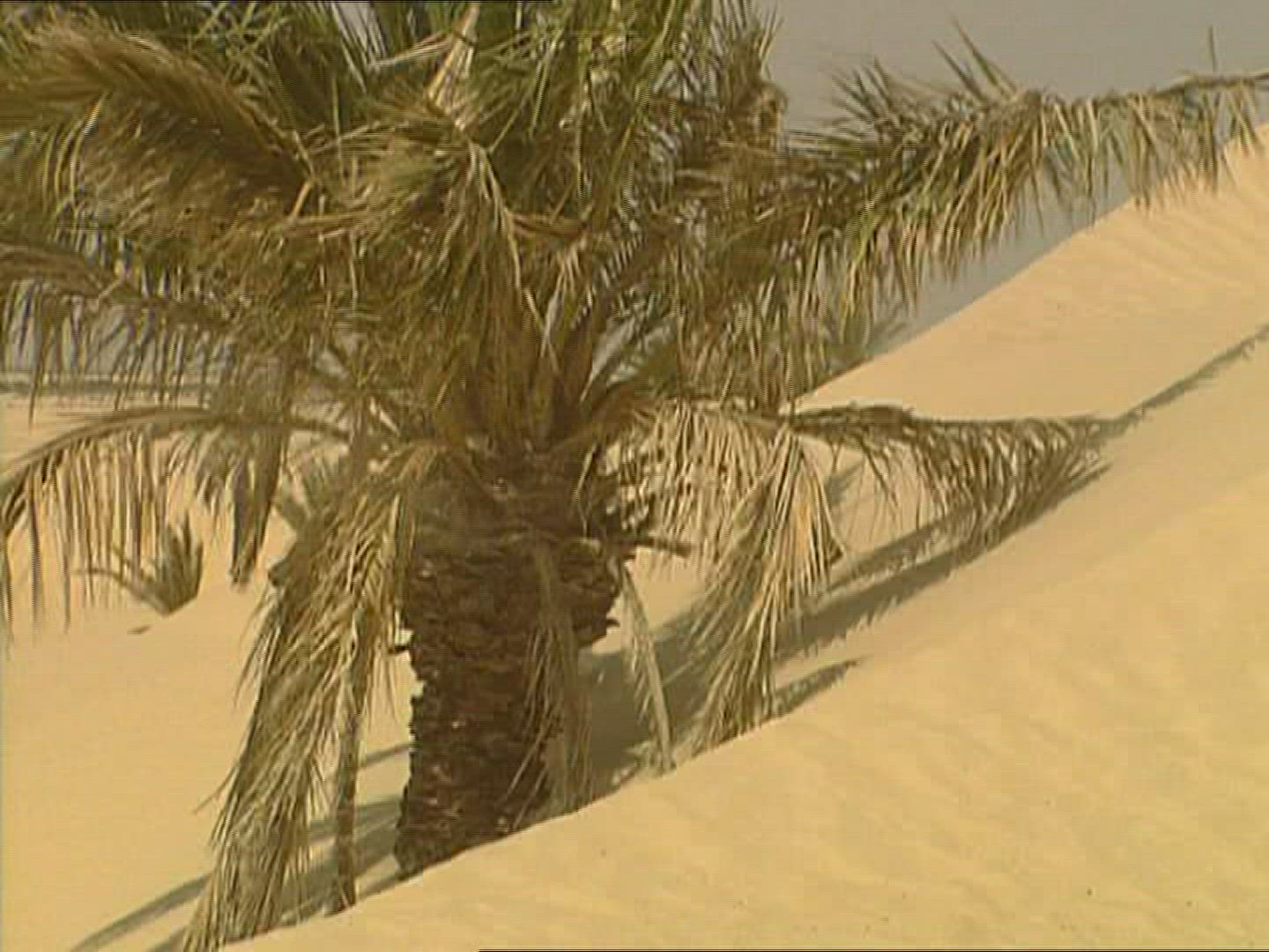 974649392 / Sandy Desert / Palm / Dune