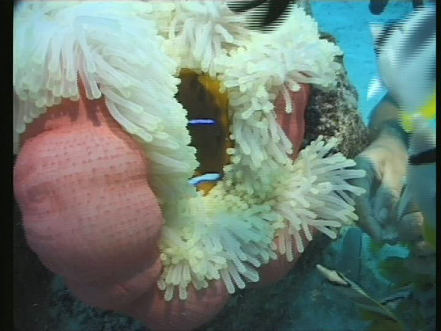 787547773 / Magnificent Sea Anemone / Amphiprioninae / Pacific Ocean