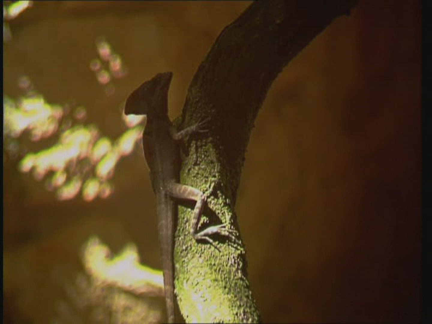715651075 / Chameleon / Reptile