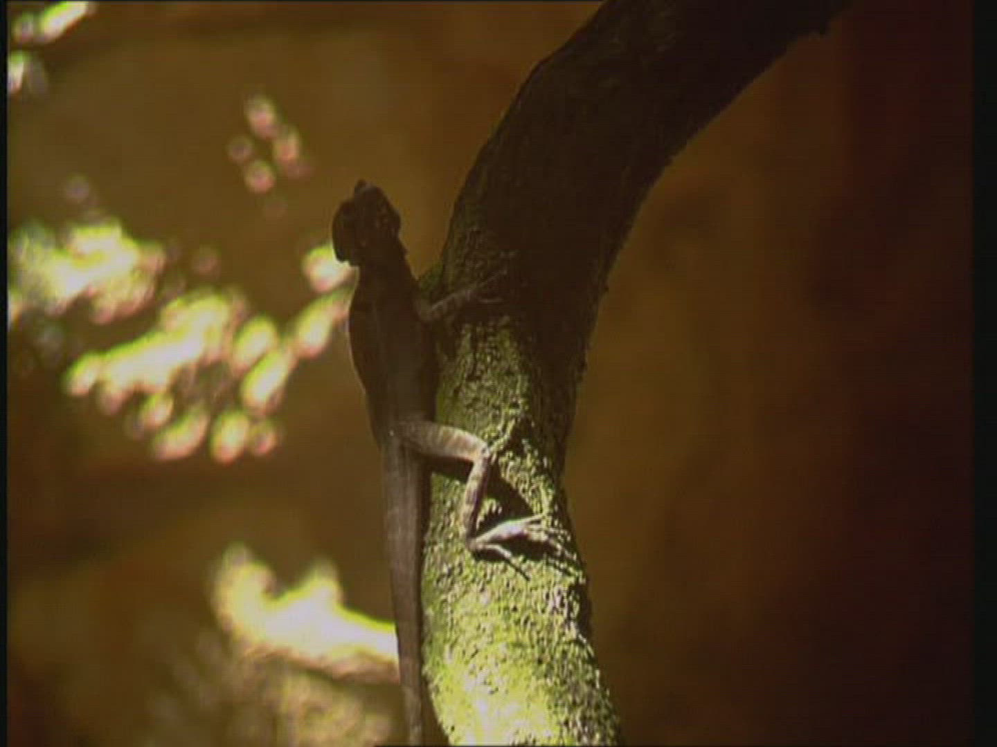 970730446 / Chameleon / Reptile