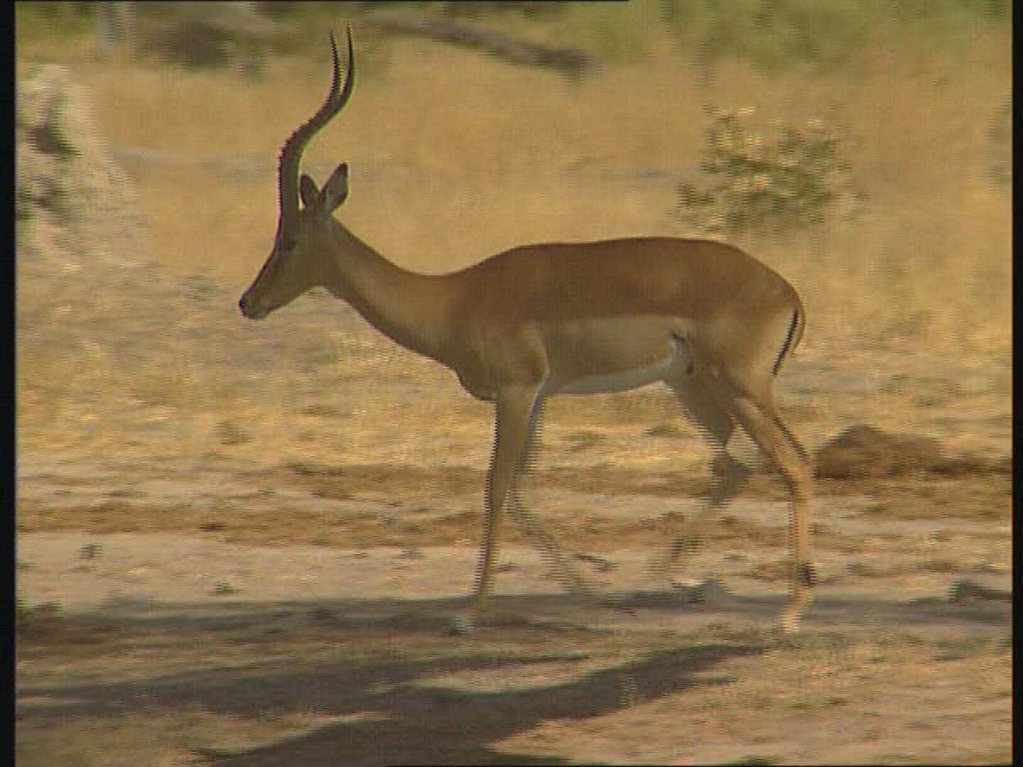 492827207 / Gazelle / Botswana / Africa