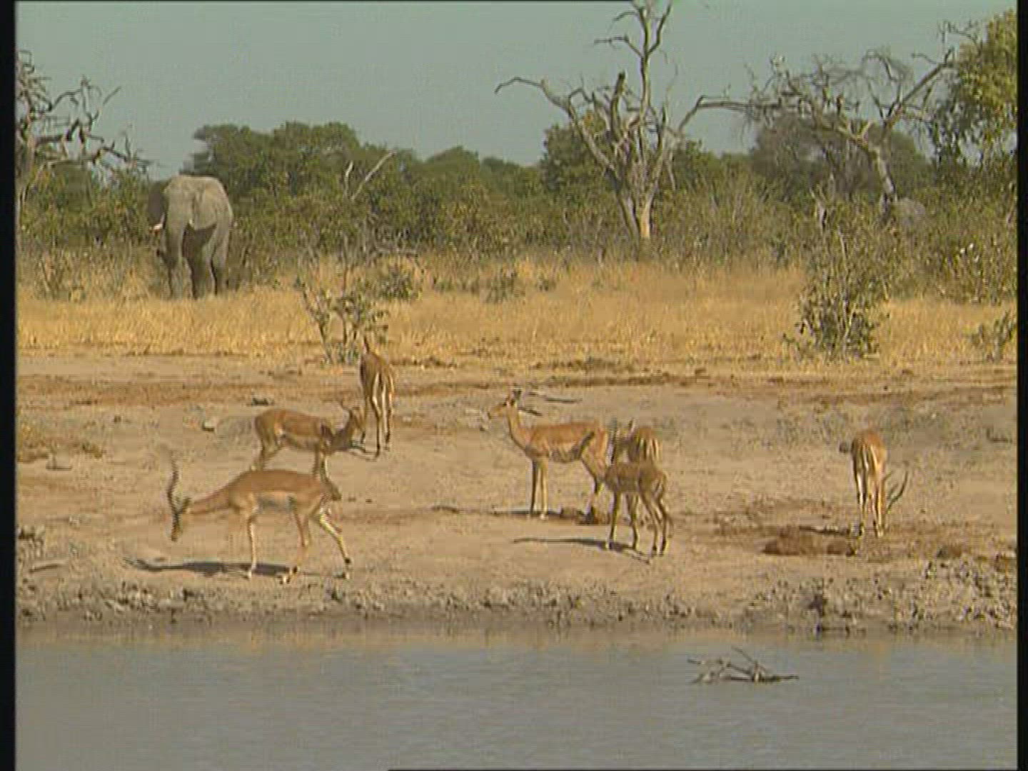206488581 / Elephant / Moving / Botswana / Africa