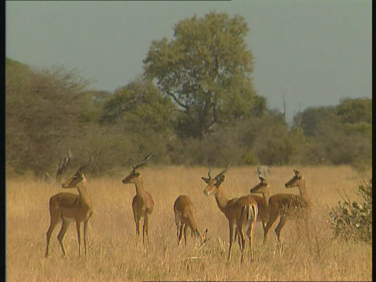 220656109 / Gazelle / Botswana / Africa