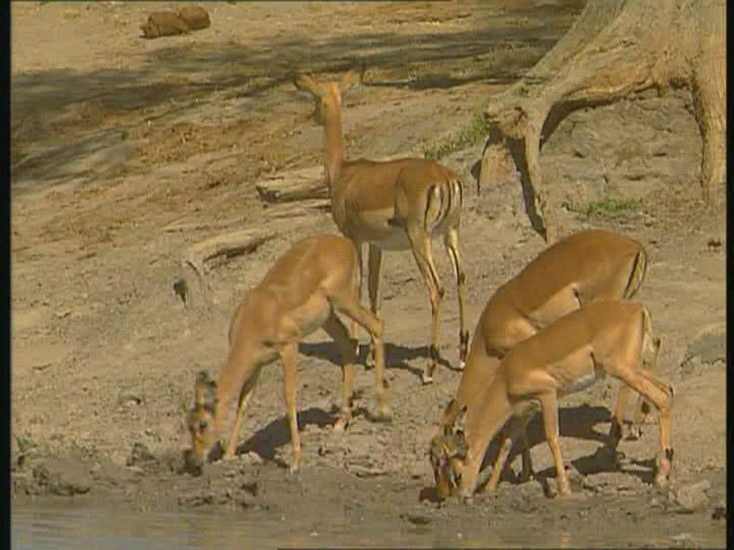 190677726 / Gazelle / Botswana / Africa