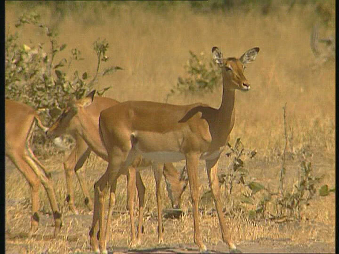 589722727 / Gazelle / Botswana / Africa