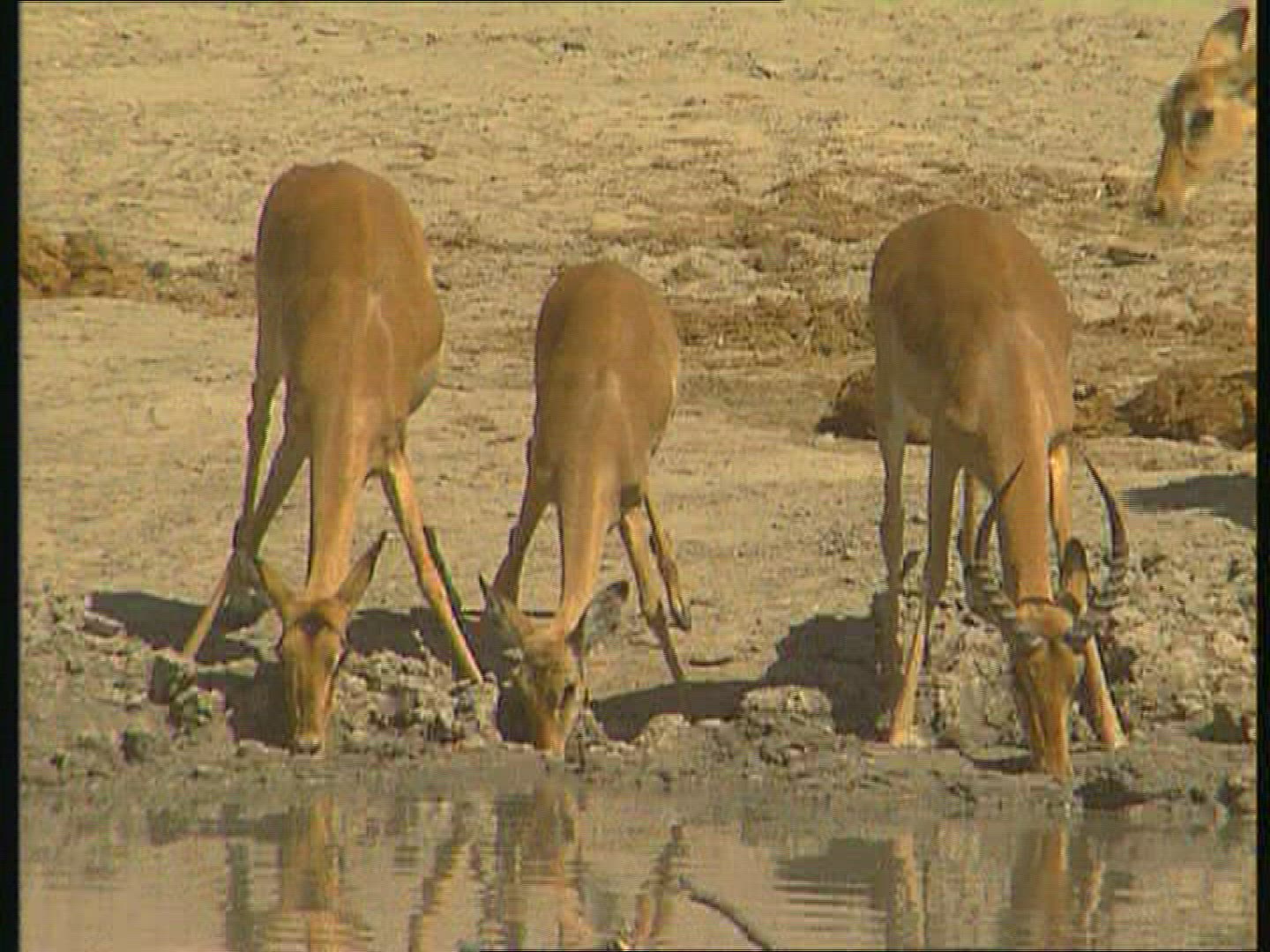 637631788 / Gazelle / Botswana / Africa