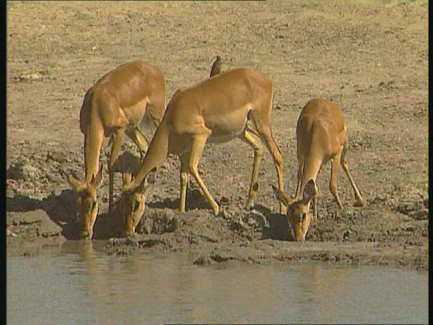 530435938 / Gazelle / Botswana / Africa