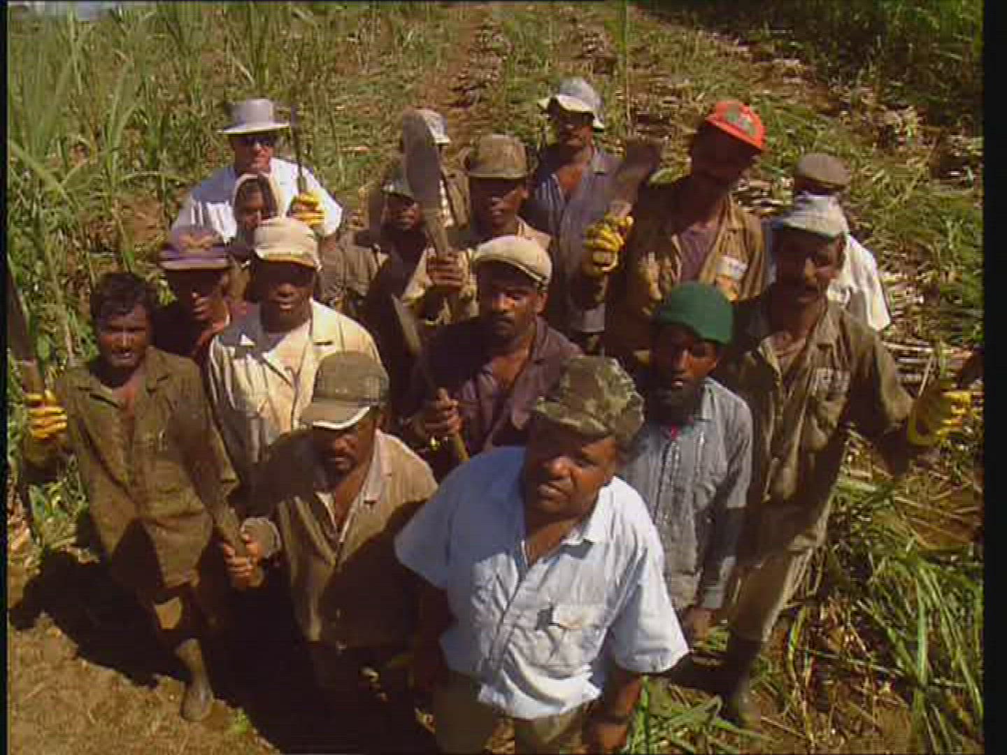 970373444 / Agricultural Worker / Sugar Cane Plantation / Mauritius