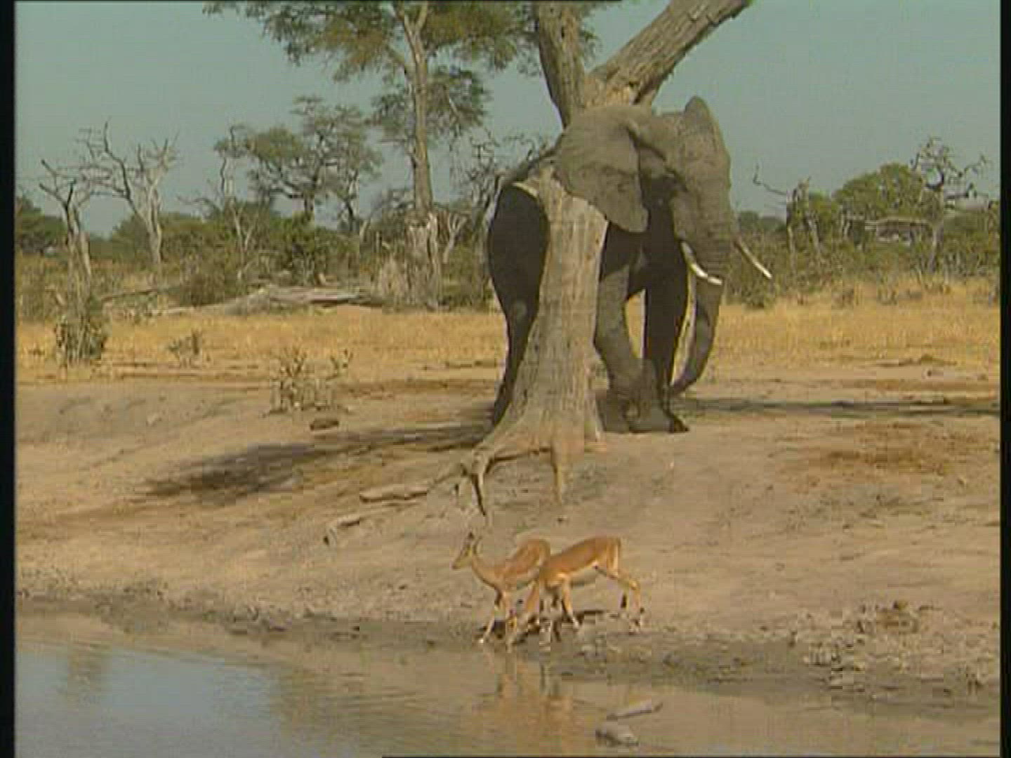878678467 / Elephant / Cleansing / Botswana / Africa