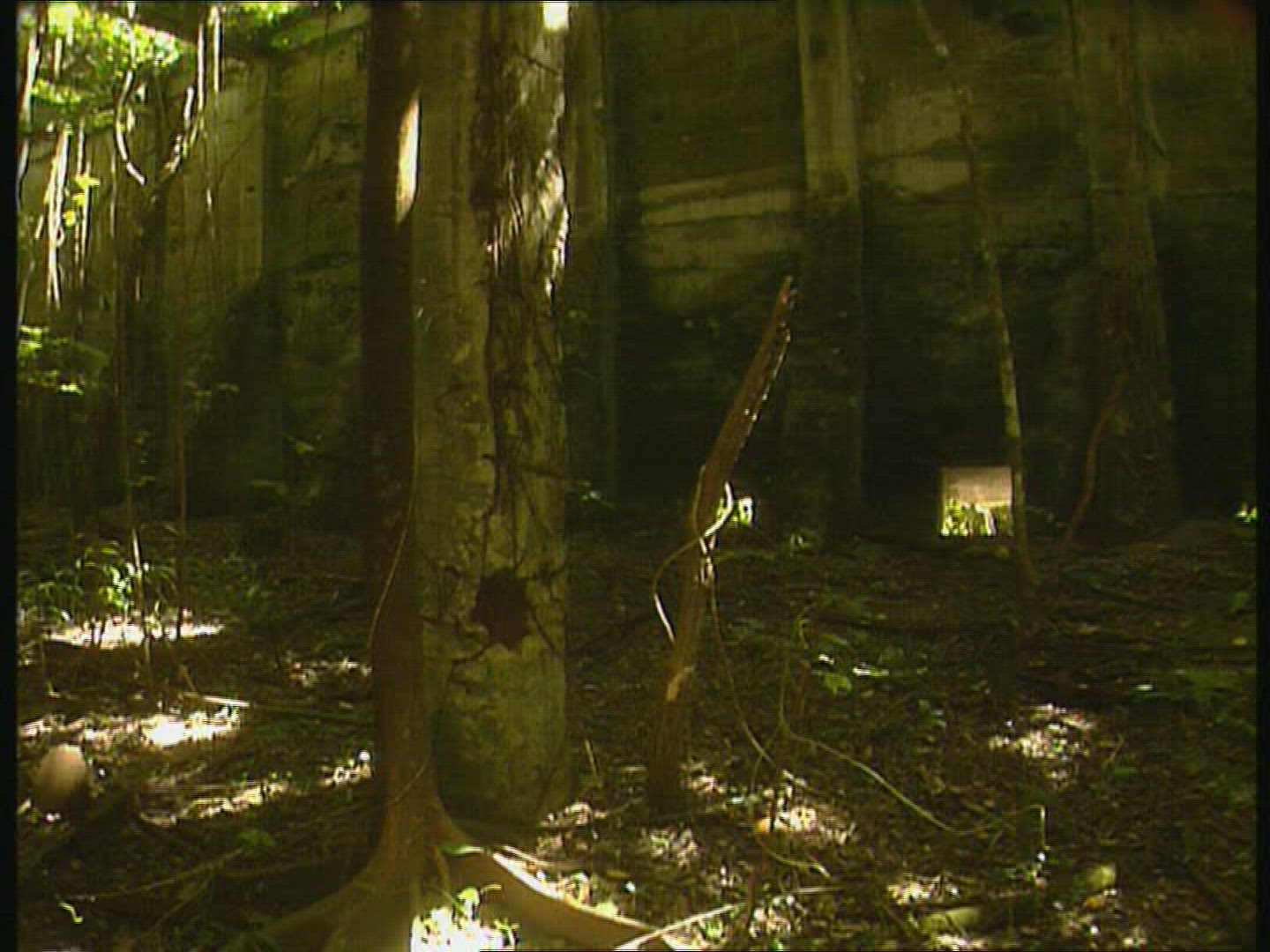 760108796 / Warehouse / Debris / Rainforest / South Pacific