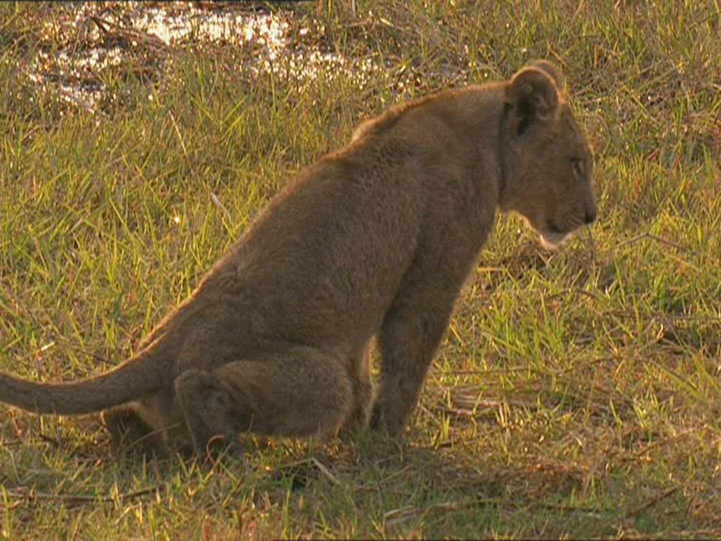 363311715 / Lion / Offspring / Urinating / Kenya