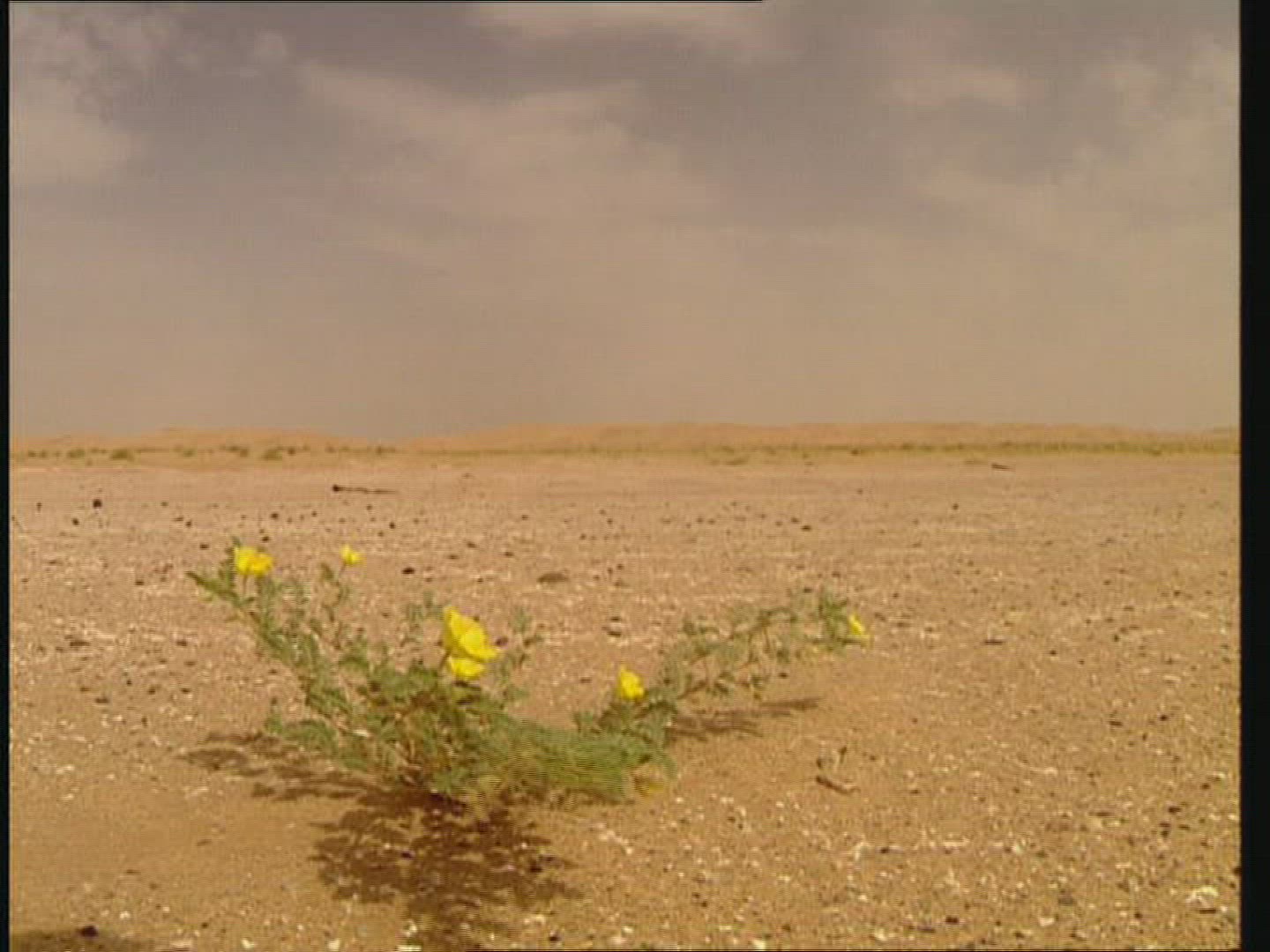 473750699 / Desert / Yemen