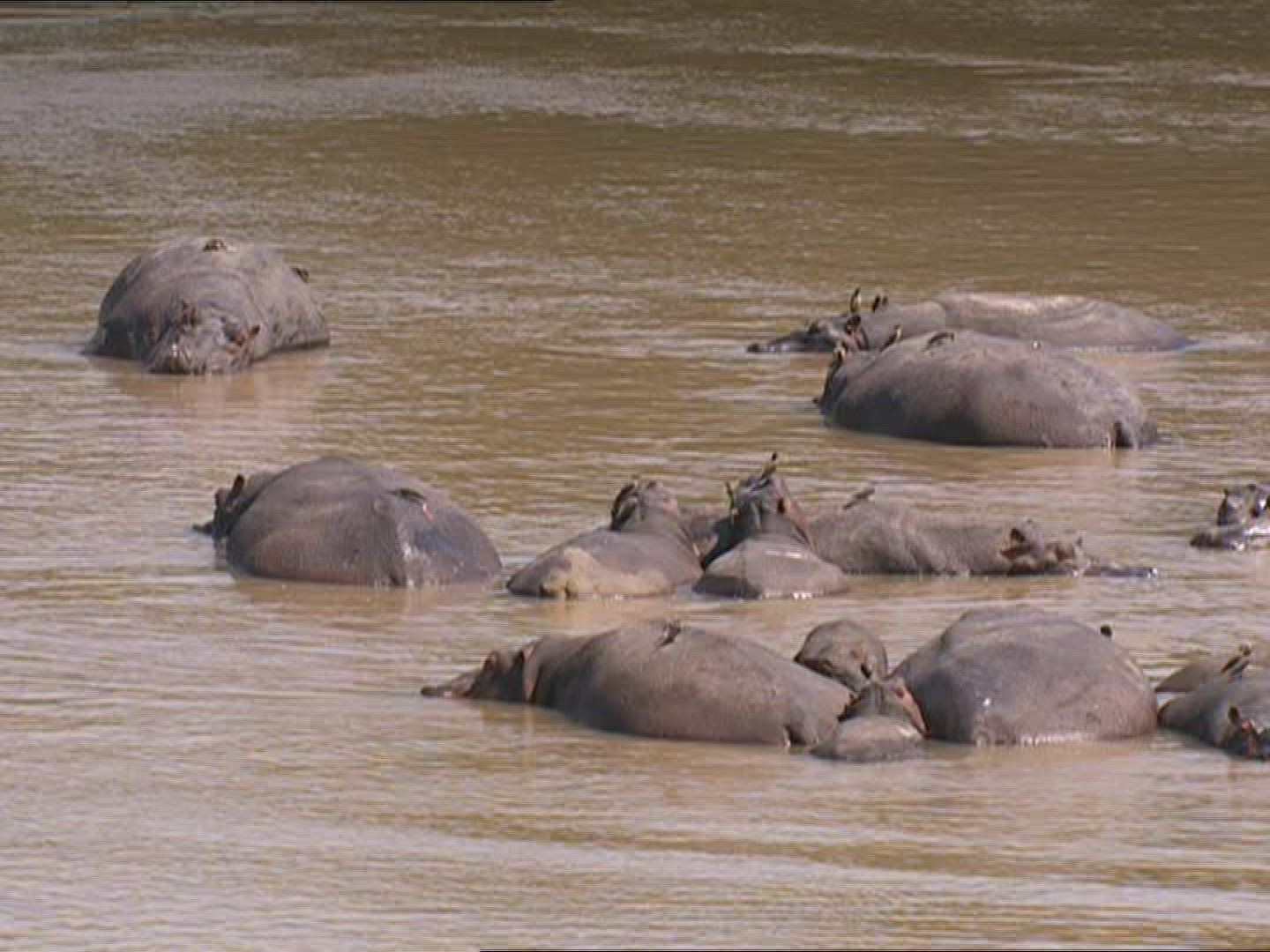 139514643 / Hippopotamus / Resting / Zambia